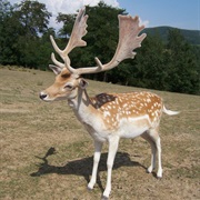 Fallow Deer