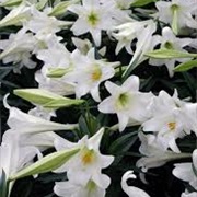 Easter Lilies