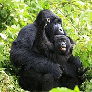 Virunga National Park, the Democratic Republic of Congo