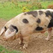 Gloucester Old Spot Pork