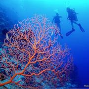 Beqa Lagoon, Fiji