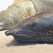 African Softshell Turtle