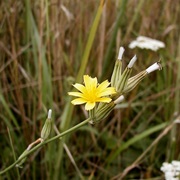 Common Nipplewort (Lapsana Communis)