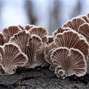 SPLIT GILL MUSHROOM