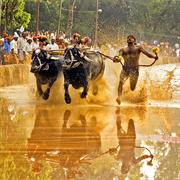 Watch the Buffalo Race in the Muddy Field