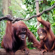 Breakfast With Chimpanzees