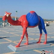 Spiderman Camel