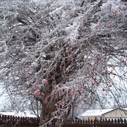 Ice Storm