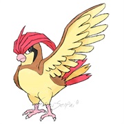 Pidgeotto
