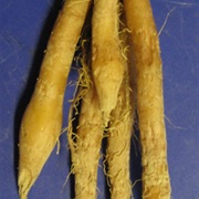 Chinese Keys (Boesenbergia Rotunda)