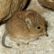 Taita Shrew