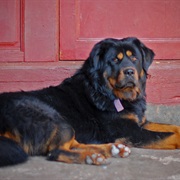 Tibetan Mastiff