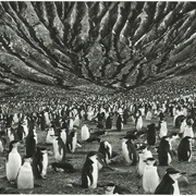 Saunders Island, South Sandwich Islands, Antarctica