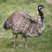 Emu