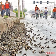 A Group of Frogs Is Called an Army