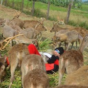 Ocampo Deer Farm, Philippines