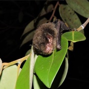 Black Myotis Bat (Myotis Nigricans)