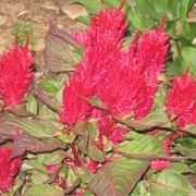 Plumed Cockscomb (Celosia Argentea)