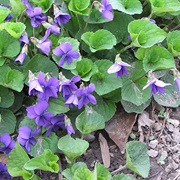 Wood Violet (Viola Odorata)