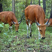 Bovine