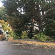 Silver Firs, Washington