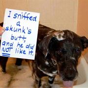 Apple Cider Vinegar to Get Skunk Out of Pooch