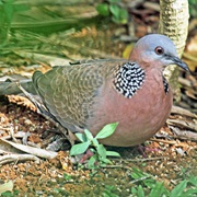 Spotted Dove