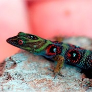 Grenadines Clawed Gecko