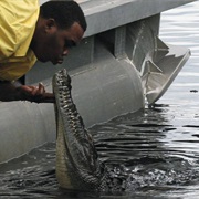 Crocodile Tour on the Black River, Jamaica