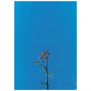 Colleen - Joanna Newsom