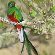 Quetzal
