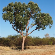 Desert Bloodwood (Corymbia Terminalis)