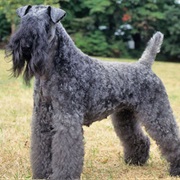 Kerry Blue Terrier
