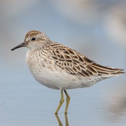 Sharp-Tailed Sandpiper