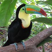 Keel-Billed Toucan
