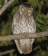 Koepke's Screech Owl