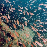 Monitor National Marine Sanctuary