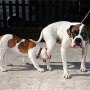 It's a Dog Eat Dog World