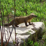 American Marten