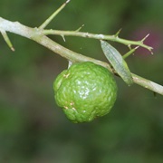 Australian Lime (Citrus Australis)
