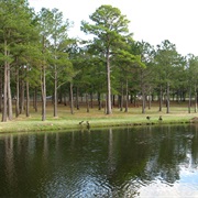 Reed Bingham State Park, Georgia