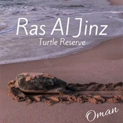 Visiting Turtles in Ras-Al-Jinz, Oman