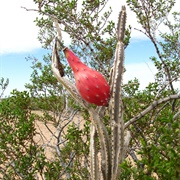 Nightblooming Cereus (Peniocereus Greggii)
