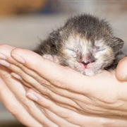 Helping an Animal Give Birth