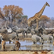 Go on an African Safari