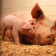 Start a Movement on a Cause I Believe In