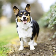 Pembroke Welsh Corgi