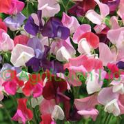 Sweetpeas