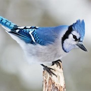Blue Jay