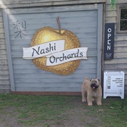Nashi Orchards (Vashon, Washington)